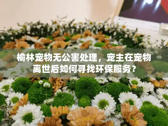 榆林宠物无公害处理，宠主在宠物离世后如何寻找环保服务？