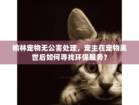 榆林宠物无公害处理，宠主在宠物离世后如何寻找环保服务？