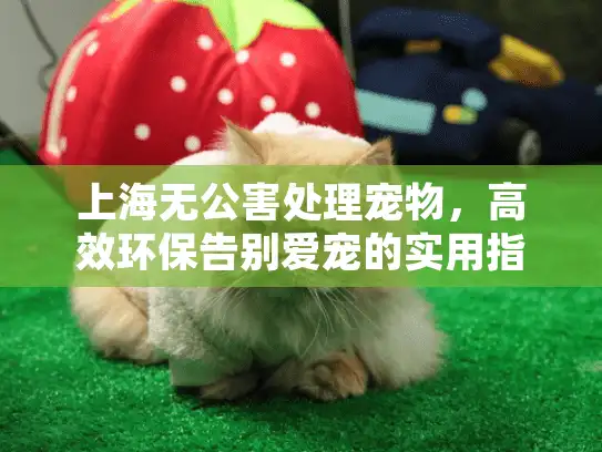 上海无公害处理宠物，高效环保告别爱宠的实用指南
