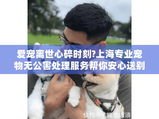 爱宠离世心碎时刻?上海专业宠物无公害处理服务帮你安心送别