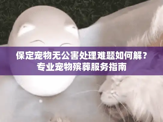 保定宠物无公害处理难题如何解？专业宠物殡葬服务指南