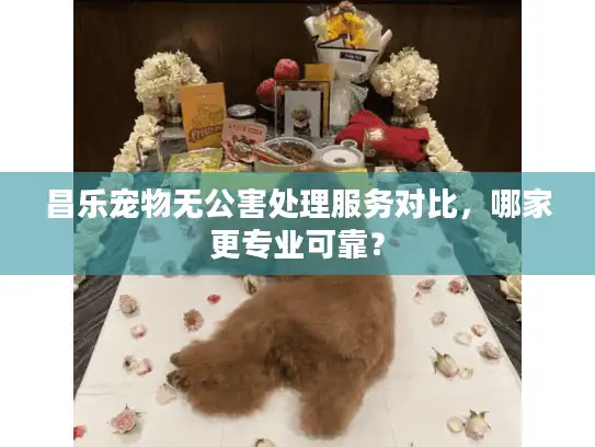 昌乐宠物无公害处理服务对比，哪家更专业可靠？