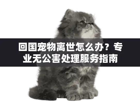 回国宠物离世怎么办？专业无公害处理服务指南