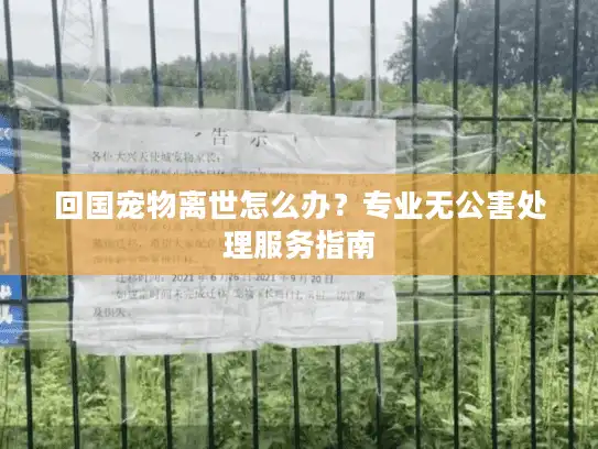 回国宠物离世怎么办？专业无公害处理服务指南