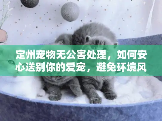 定州宠物无公害处理，如何安心送别你的爱宠，避免环境风险？