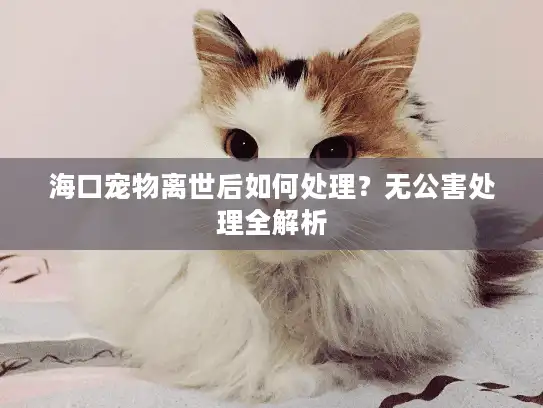 海口宠物离世后如何处理？无公害处理全解析