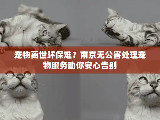宠物离世环保难？南京无公害处理宠物服务助你安心告别