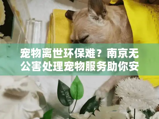 宠物离世环保难？南京无公害处理宠物服务助你安心告别