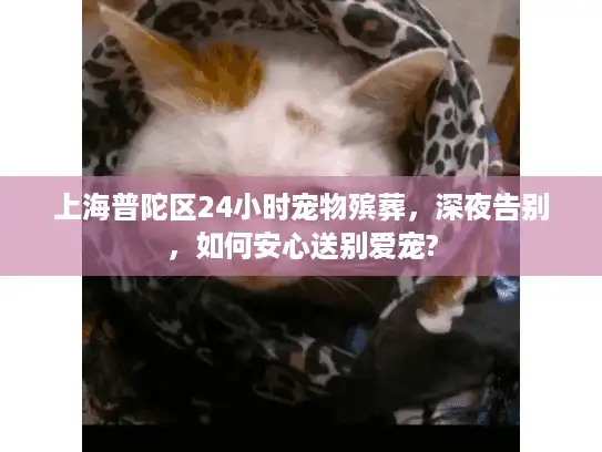上海普陀区24小时宠物殡葬，深夜告别，如何安心送别爱宠?