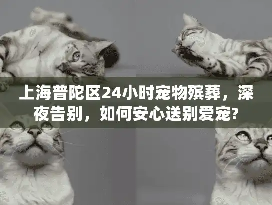 上海普陀区24小时宠物殡葬，深夜告别，如何安心送别爱宠?