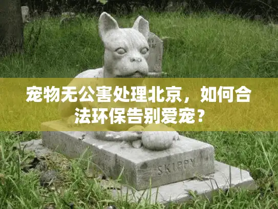 宠物无公害处理北京，如何合法环保告别爱宠？