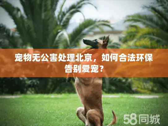 宠物无公害处理北京，如何合法环保告别爱宠？