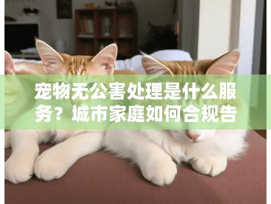 宠物无公害处理是什么服务？城市家庭如何合规告别爱宠？
