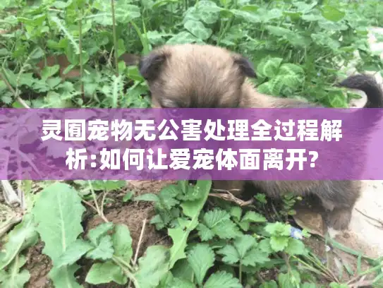 灵囿宠物无公害处理全过程解析:如何让爱宠体面离开?
