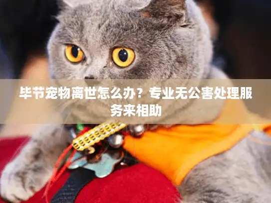 毕节宠物离世怎么办？专业无公害处理服务来相助