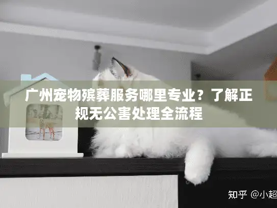 广州宠物殡葬服务哪里专业？了解正规无公害处理全流程