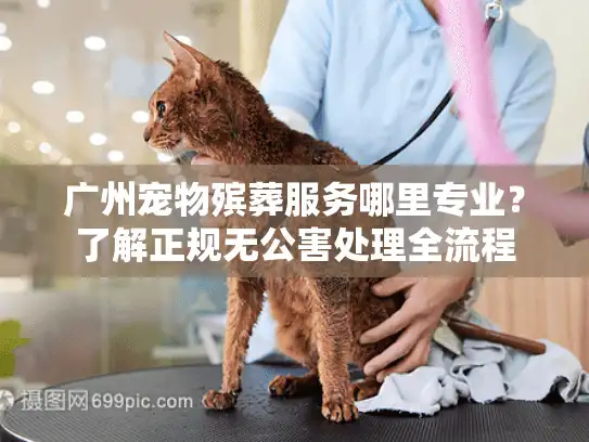 广州宠物殡葬服务哪里专业？了解正规无公害处理全流程