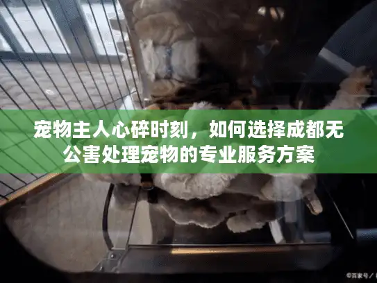 宠物主人心碎时刻，如何选择成都无公害处理宠物的专业服务方案