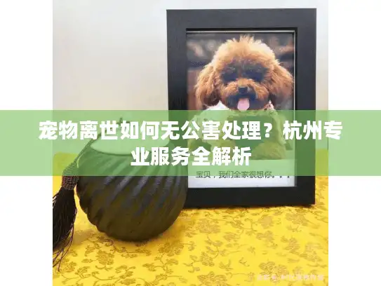 宠物离世如何无公害处理？杭州专业服务全解析