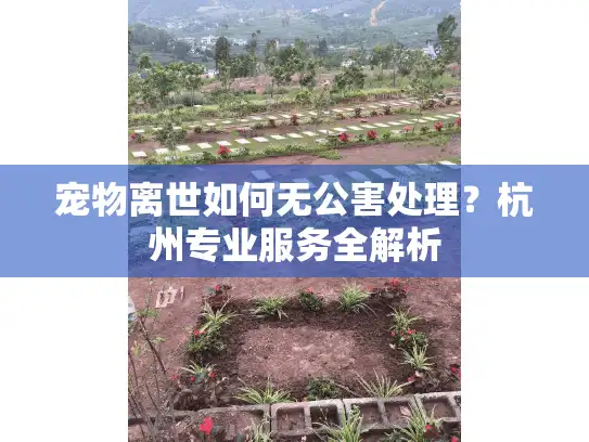 宠物离世如何无公害处理？杭州专业服务全解析