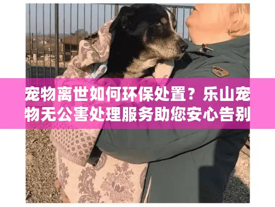 宠物离世如何环保处置？乐山宠物无公害处理服务助您安心告别