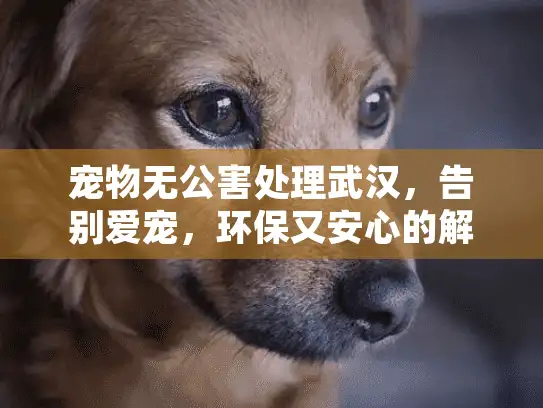 宠物无公害处理武汉，告别爱宠，环保又安心的解决方案