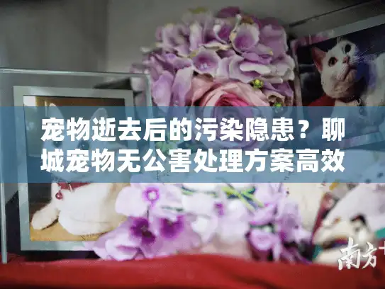 宠物逝去后的污染隐患？聊城宠物无公害处理方案高效解决