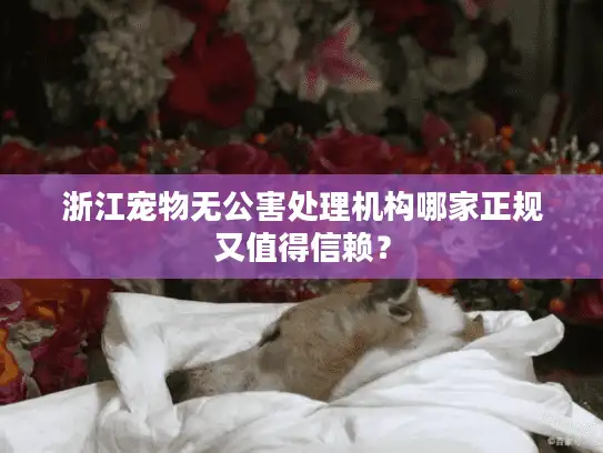 浙江宠物无公害处理机构哪家正规又值得信赖？