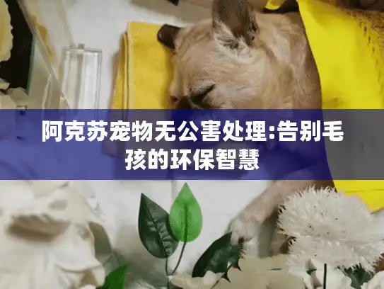阿克苏宠物无公害处理:告别毛孩的环保智慧