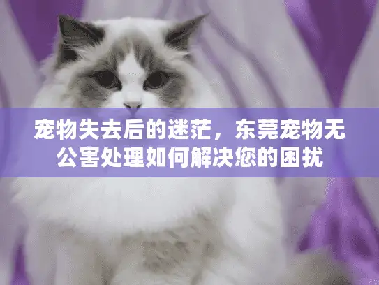 宠物失去后的迷茫，东莞宠物无公害处理如何解决您的困扰