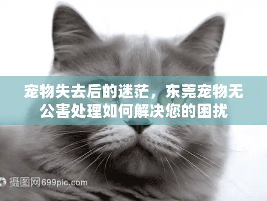 宠物失去后的迷茫，东莞宠物无公害处理如何解决您的困扰