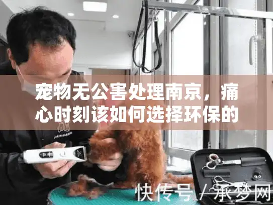 宠物无公害处理南京，痛心时刻该如何选择环保的宠物殡葬服务？
