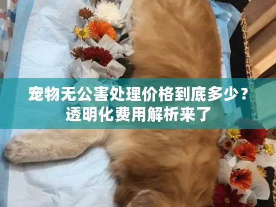 宠物无公害处理价格到底多少？透明化费用解析来了