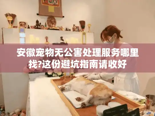 安徽宠物无公害处理服务哪里找?这份避坑指南请收好