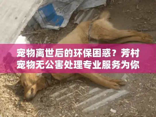 宠物离世后的环保困惑？芳村宠物无公害处理专业服务为你解忧