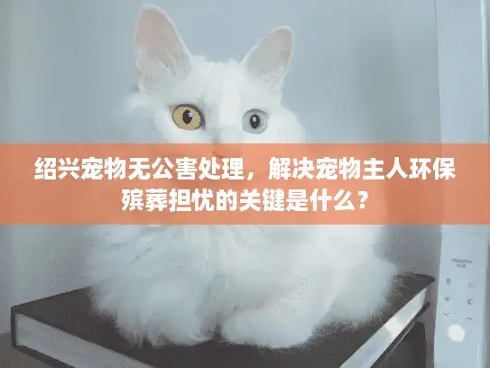 绍兴宠物无公害处理，解决宠物主人环保殡葬担忧的关键是什么？