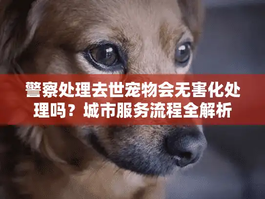 警察处理去世宠物会无害化处理吗？城市服务流程全解析