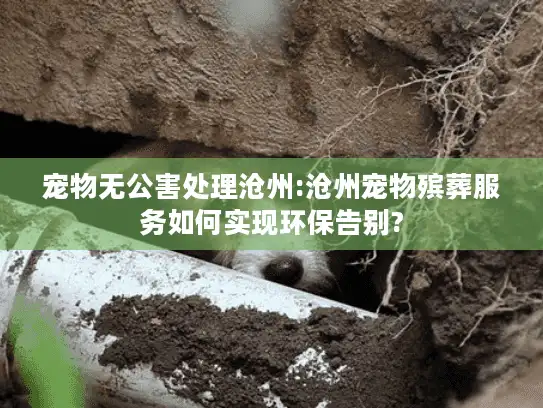 宠物无公害处理沧州:沧州宠物殡葬服务如何实现环保告别?
