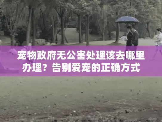 宠物政府无公害处理该去哪里办理？告别爱宠的正确方式