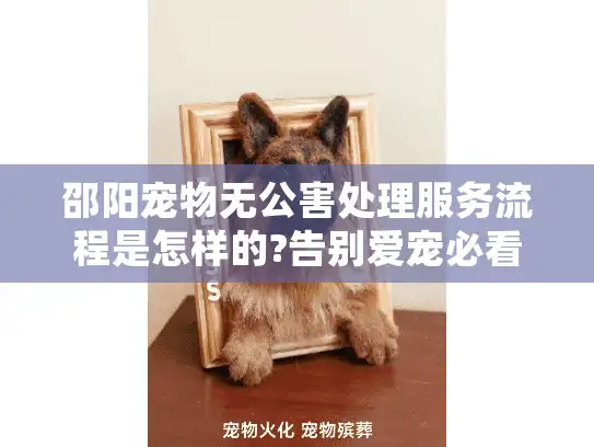 邵阳宠物无公害处理服务流程是怎样的?告别爱宠必看指南