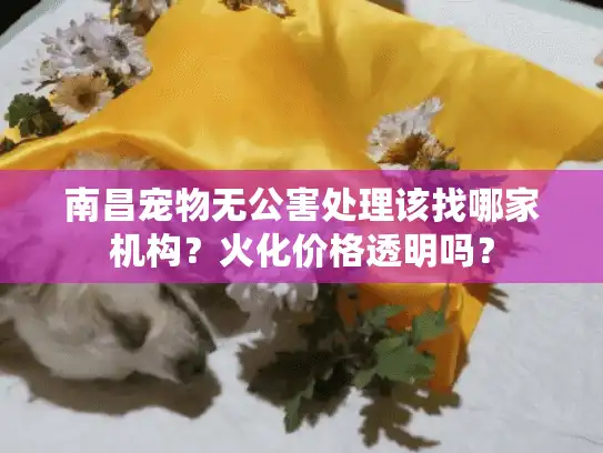 南昌宠物无公害处理该找哪家机构？火化价格透明吗？