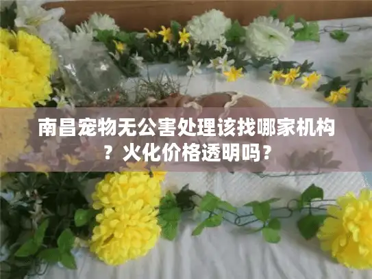 南昌宠物无公害处理该找哪家机构？火化价格透明吗？