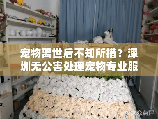 宠物离世后不知所措？深圳无公害处理宠物专业服务指南