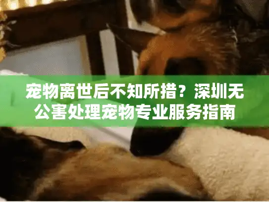 宠物离世后不知所措？深圳无公害处理宠物专业服务指南