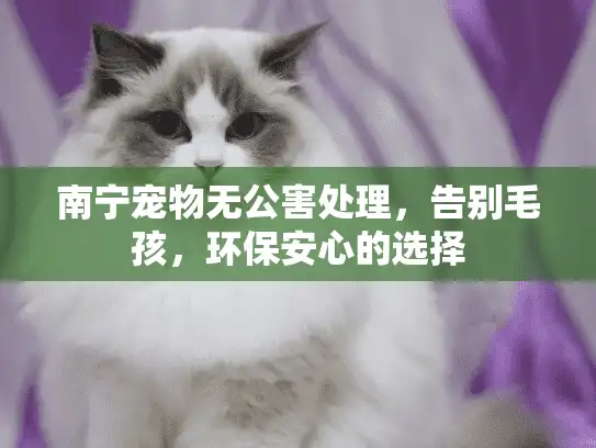 南宁宠物无公害处理，告别毛孩，环保安心的选择