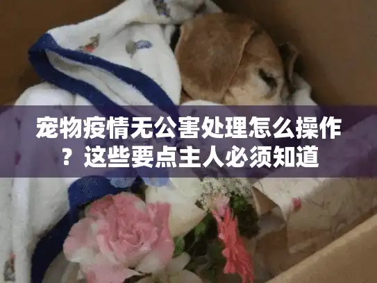 宠物疫情无公害处理怎么操作？这些要点主人必须知道