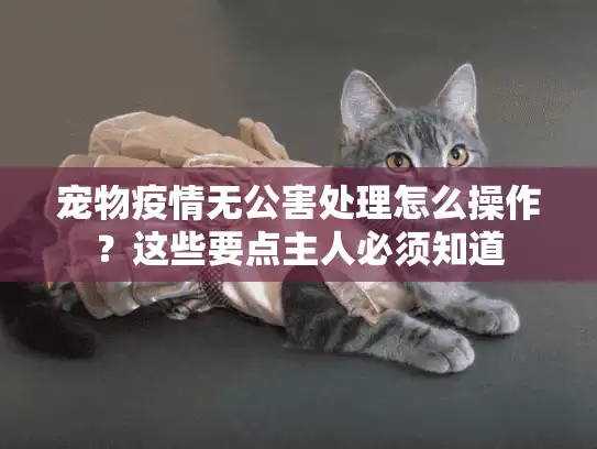 宠物疫情无公害处理怎么操作？这些要点主人必须知道