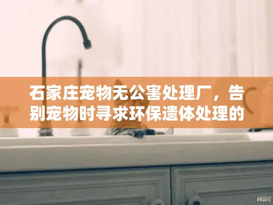 石家庄宠物无公害处理厂，告别宠物时寻求环保遗体处理的贴心方案