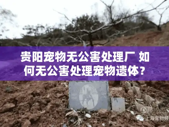贵阳宠物无公害处理厂 如何无公害处理宠物遗体？