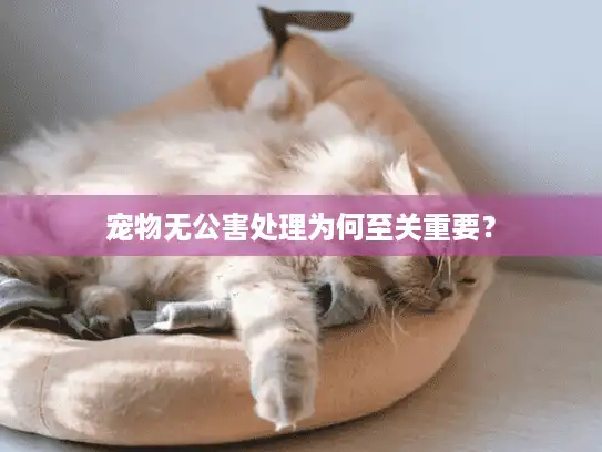 宠物无公害处理为何至关重要？